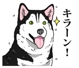 Daily Siberian husky Cheerful guy sticker #13203744