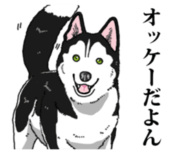 Daily Siberian husky Cheerful guy sticker #13203745