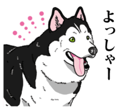 Daily Siberian husky Cheerful guy sticker #13203746