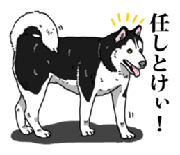 Daily Siberian husky Cheerful guy sticker #13203747