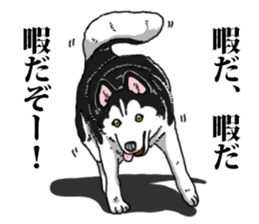 Daily Siberian husky Cheerful guy sticker #13203748
