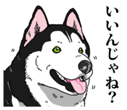 Daily Siberian husky Cheerful guy sticker #13203749