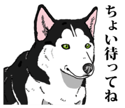 Daily Siberian husky Cheerful guy sticker #13203750