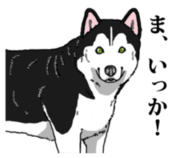 Daily Siberian husky Cheerful guy sticker #13203752