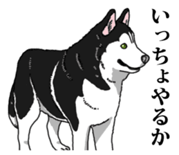 Daily Siberian husky Cheerful guy sticker #13203753