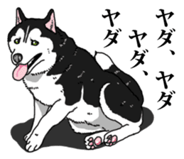 Daily Siberian husky Cheerful guy sticker #13203754