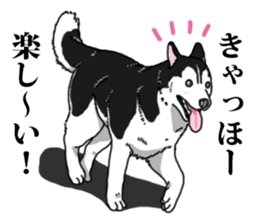Daily Siberian husky Cheerful guy sticker #13203755