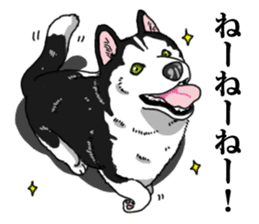 Daily Siberian husky Cheerful guy sticker #13203756