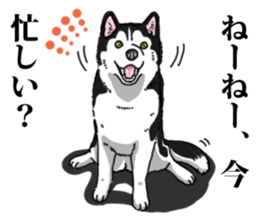 Daily Siberian husky Cheerful guy sticker #13203758