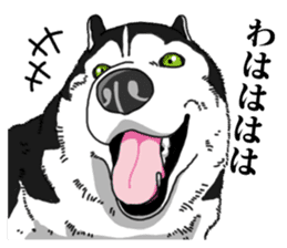 Daily Siberian husky Cheerful guy sticker #13203759