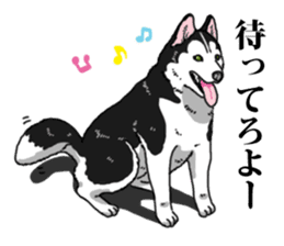 Daily Siberian husky Cheerful guy sticker #13203760