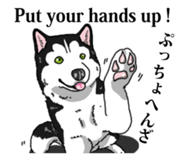 Daily Siberian husky Cheerful guy sticker #13203761