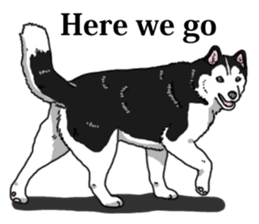 Daily Siberian husky Cheerful guy sticker #13203762