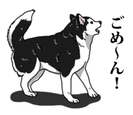 Daily Siberian husky Cheerful guy sticker #13203763