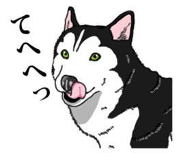 Daily Siberian husky Cheerful guy sticker #13203764