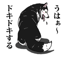 Daily Siberian husky Cheerful guy sticker #13203768