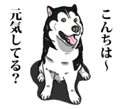 Daily Siberian husky Cheerful guy sticker #13203770