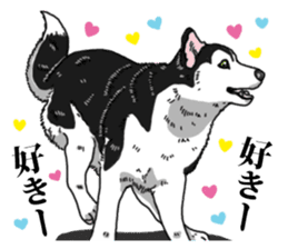 Daily Siberian husky Cheerful guy sticker #13203772