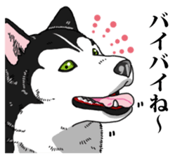 Daily Siberian husky Cheerful guy sticker #13203773