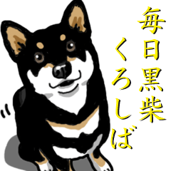 Daily Black Shiba Inu