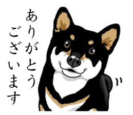 Daily Black Shiba Inu sticker #13204519