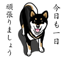 Daily Black Shiba Inu sticker #13204521