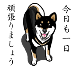 Daily Black Shiba Inu sticker #13204521