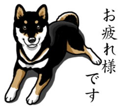 Daily Black Shiba Inu sticker #13204523