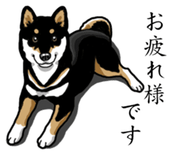 Daily Black Shiba Inu sticker #13204523