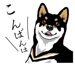 Daily Black Shiba Inu sticker #13204524