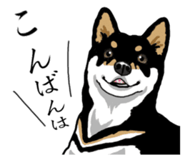 Daily Black Shiba Inu sticker #13204524