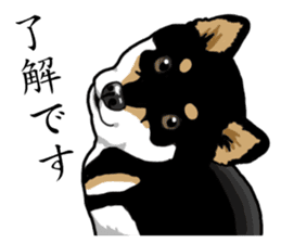 Daily Black Shiba Inu sticker #13204526