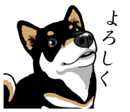 Daily Black Shiba Inu sticker #13204527