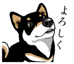 Daily Black Shiba Inu sticker #13204527