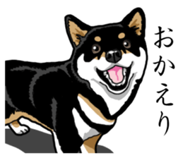 Daily Black Shiba Inu sticker #13204531