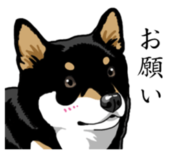 Daily Black Shiba Inu sticker #13204533