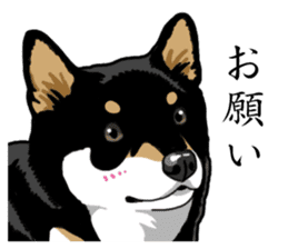 Daily Black Shiba Inu sticker #13204533
