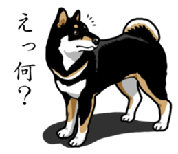 Daily Black Shiba Inu sticker #13204537