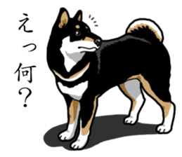 Daily Black Shiba Inu sticker #13204537