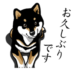 Daily Black Shiba Inu sticker #13204542