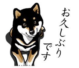 Daily Black Shiba Inu sticker #13204542