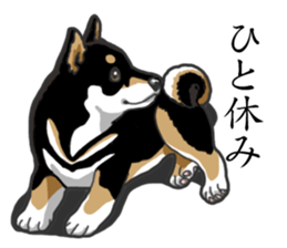 Daily Black Shiba Inu sticker #13204543