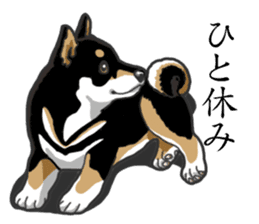 Daily Black Shiba Inu sticker #13204543