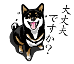 Daily Black Shiba Inu sticker #13204545