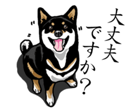 Daily Black Shiba Inu sticker #13204545
