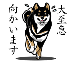 Daily Black Shiba Inu sticker #13204546