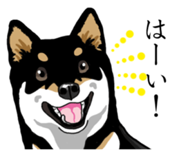 Daily Black Shiba Inu sticker #13204547