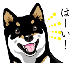 Daily Black Shiba Inu sticker #13204547