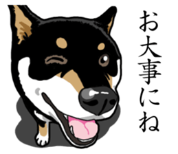 Daily Black Shiba Inu sticker #13204549