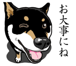 Daily Black Shiba Inu sticker #13204549